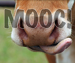 MOOC Label on Cow Nose